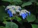 ヤマアジサイ:2015/07/18 07:22