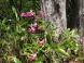 尾根沿いに咲く:2016/05/14 19:58