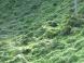 雄性両全異株性群生ミヤマニガウリの光景:2016/09/29 10:27