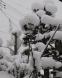 着雪 2:2017/01/14 09:19