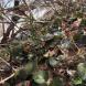 イワウチワこれから:2017/04/06 08:27