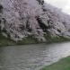 桜と日本人:2017/04/18 19:03