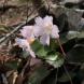 イワウチワ中腹から 2:2017/04/20 18:03