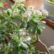 観葉植物:2017/12/10 14:17
