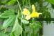 ゴーヤの実と雌花:2018/07/22 11:16