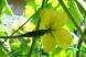 実と雌花 3:2018/07/22 11:20