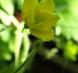 ゴーヤの雌花、ガクと実と開花前の雌花:2018/08/17 09:38