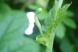 ゴーヤの雌花部分 2:2018/08/18 09:16