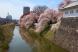 山形市 霞城の桜満開:2019/04/19 08:25