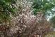 ミネザクラ満開:2019/06/08 06:53