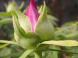 ボタンの蕾ふくらんで:2021/04/28 10:56
