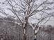 キハダの大木:2022/12/18 16:03