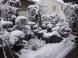 23.1.2 庭に雪 2:2023/01/02 07:18