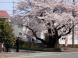 2023.4/4  過剰の櫻 北門で入り口:2023/04/05 11:24