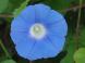 ヒルガオ 2 青い:2023/09/08 08:46