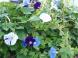 彩りも美しく ヒルガオ:2023/09/08 08:48