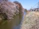南堀 サクラ垂れて:2024/04/10 19:49