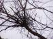 公園にカラス巣作り:2005/03/08 21:19