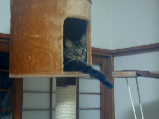 いつものポーズ/