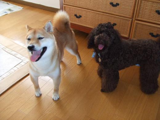 なんてこったぁ!/