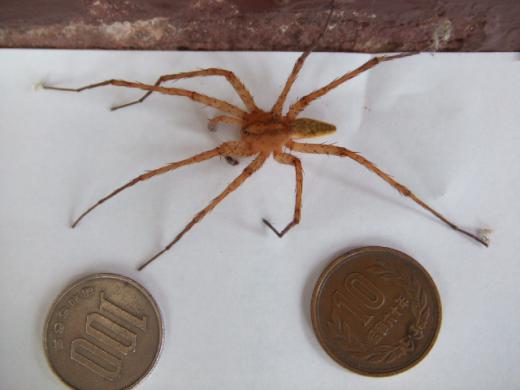 珍種かもよっ♪/