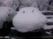 あちこちに 危機的な顔 雪の中:2017/01/17 23:00