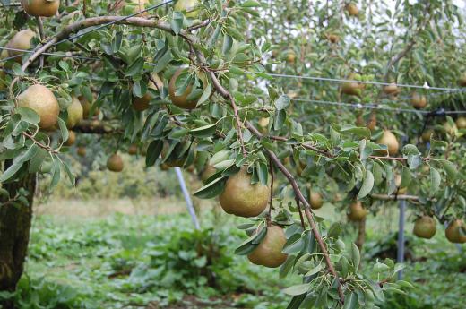 このラ・フランスがおいしい!/