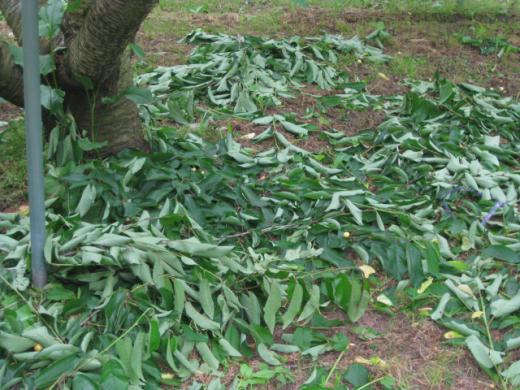 摘み取った葉っぱたち/