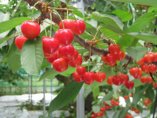 こちらはただ今最盛期!ハウスのさくらんぼ♪/