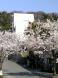 舞鶴山の桜：2006/04/28 16:34
