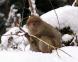 祇園精舎の鐘の声:2007/01/20 06:23