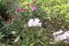 石楠花が見頃です:2009/04/30 09:37