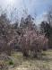 啓翁桜:2025/04/11 13:38