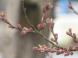 久保桜開花情報(4/10):2008/04/10 15:23
