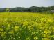 菜の花畑:2008/05/09 09:41