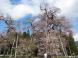 4/16 第2弾久保桜情報:2009/04/16 13:36