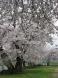 ソメイヨシノが満開です。:2009/04/21 10:08