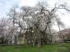 4月21日 第2弾久保桜情報:2009/04/21 14:10