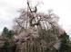 ★2011年★久保桜開花情報 NO,6:2011/05/02 10:18
