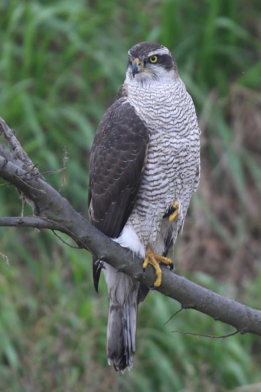 こんな感じでしょうか/
