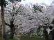 上杉神社周辺の桜:2007/04/24 17:21