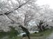 上杉公園の桜:2008/04/21 16:45