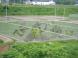 田んぼアート2008:2008/06/11 16:55
