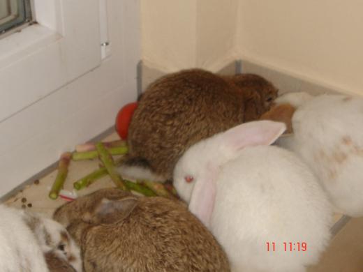 我が家のウサギもそう。/