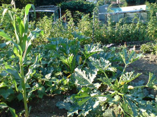 ダーチャ方式 探してみたら・・・/