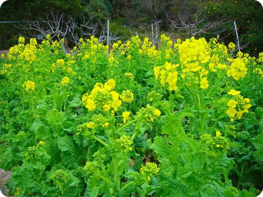 北から南まで、どこもいいですね!/