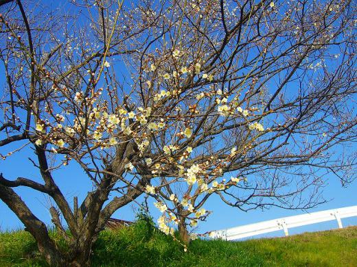 ¥Ç¥¸¥«¥á¤ò¼Ö¤Ë¾è¤»¤È¤¯»ö¤Ë¤·¤Þ¤·¤¿¡ª/