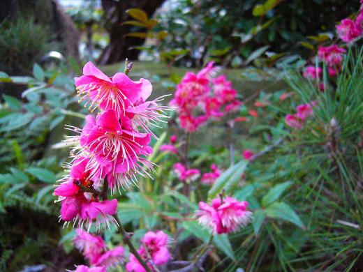 Åߤµ¡Á¤ó¡¢¤´¤á¤ó¤Ê¤µ¤¤¤Í¡ª/