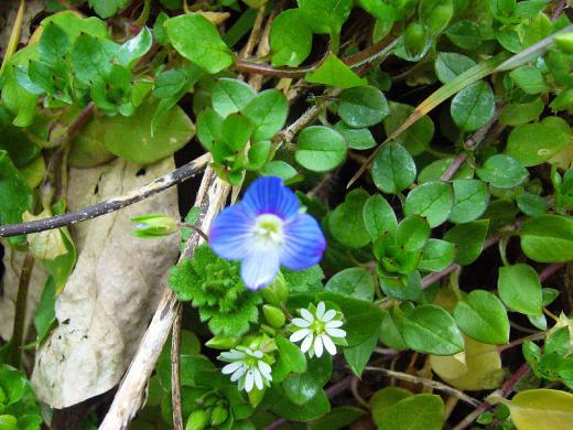 ¡¡¥¯¥ß¥³ÍÍ¡¢Ë̤ÎÅߤγڤ·¤ß¡¢¤¤¤¤¤Ç¤¹¤Í¡ª/