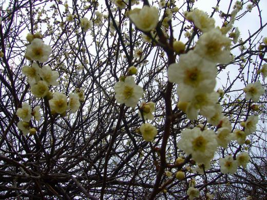 ¤ä¤Ã¤Ñ¤ê¡¢¼ï»ÒÅç¤Ã¤ÆÃȤ«¤¤¤ó¤Ç¤¹¤Í¡ª/